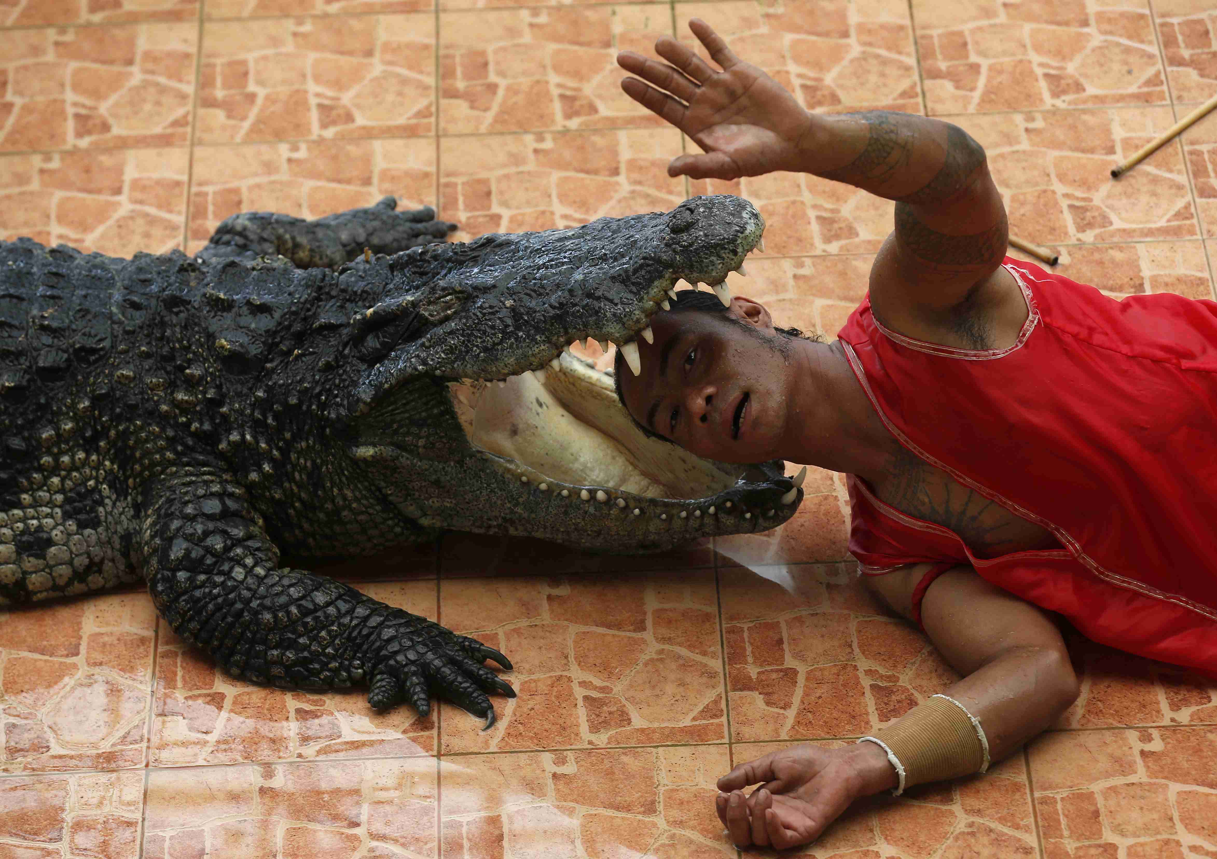 泰国猛男将头伸入鳄鱼口中与死神如此接近