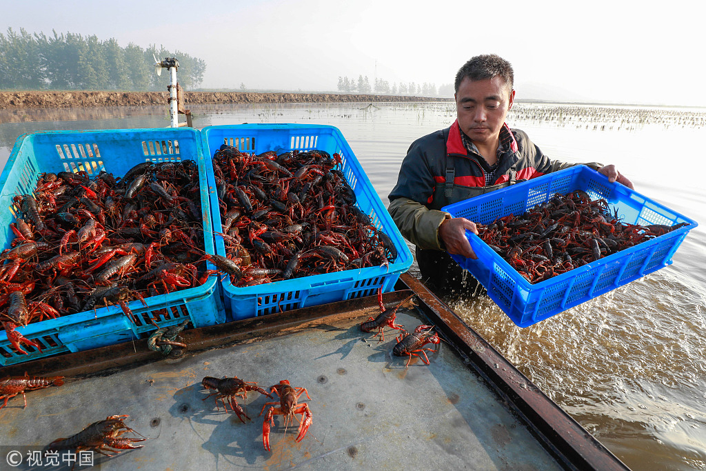 2019年4月7日,江蘇淮安,盱眙縣維橋鄉永華圩龍蝦養殖基地養殖戶在收穫