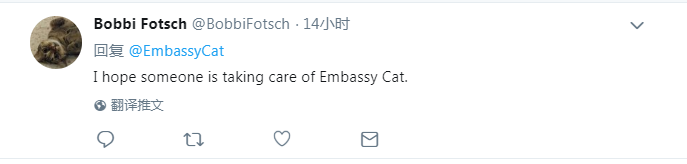 “我希望有人在照顾大使馆猫。”↑