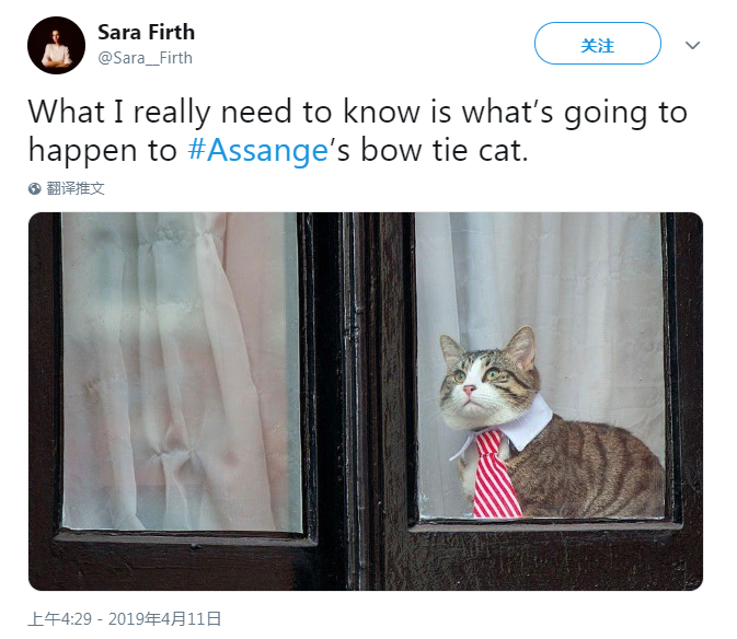 “我真的想知道，阿桑奇的领带猫怎么了。”↑