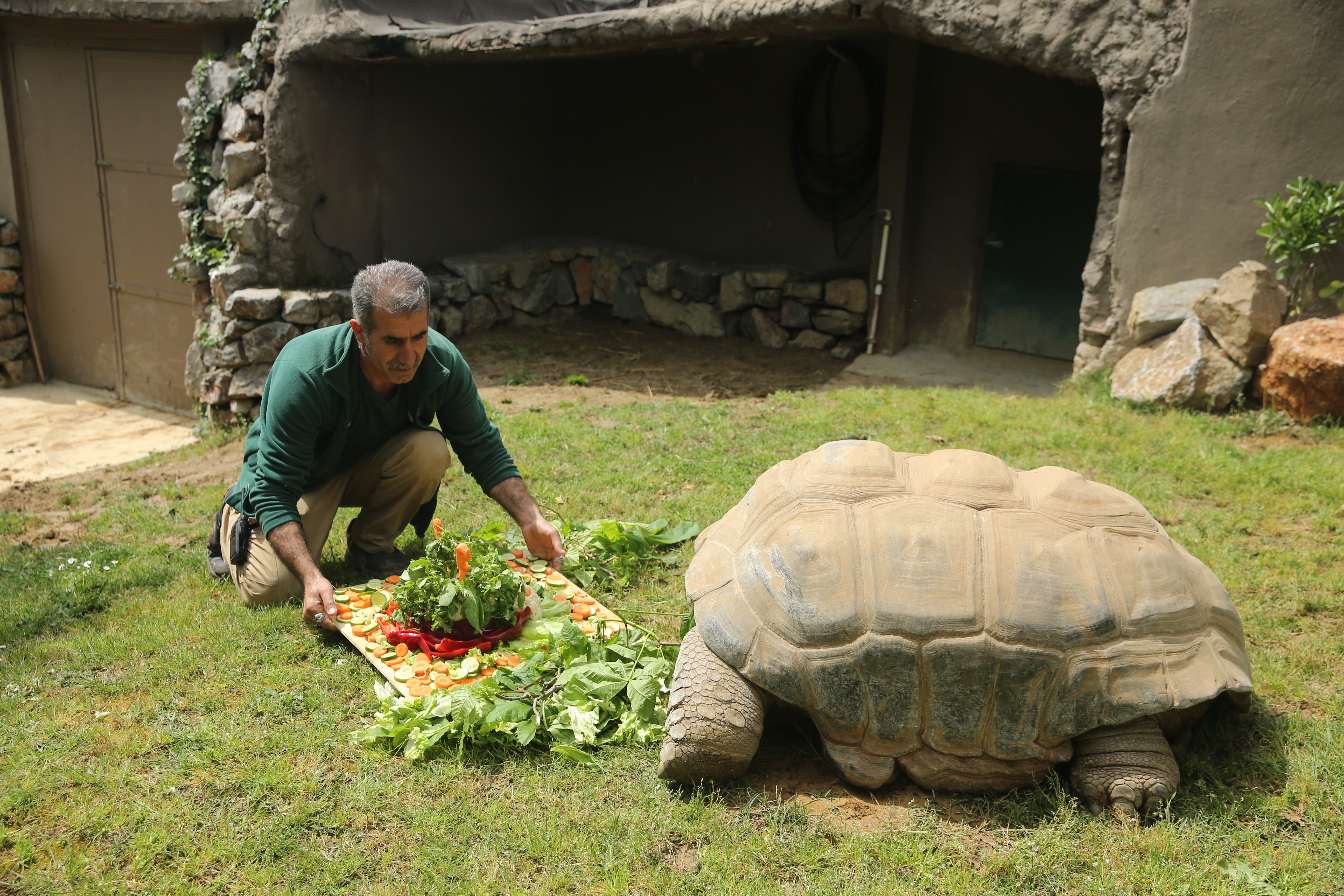 4 土耳其動物園烏龜慶祝99歲生日 享用蔬菜蛋糕胃口棒棒噠