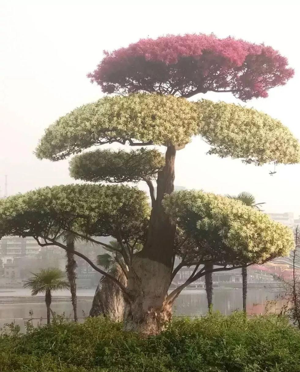 武汉街头惊现双色树几棵就价值百万可换一套房