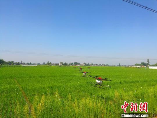 四川广汉启用50余台无人机 植保现代农业面积超40万亩