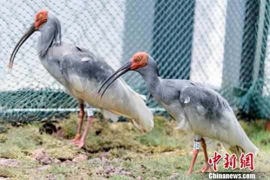 四川沐川20对朱鹮落户安家 有18只被市民认养