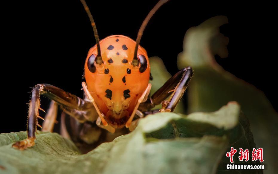 南京15岁中学生养昆虫拍写真"玩出新花样"