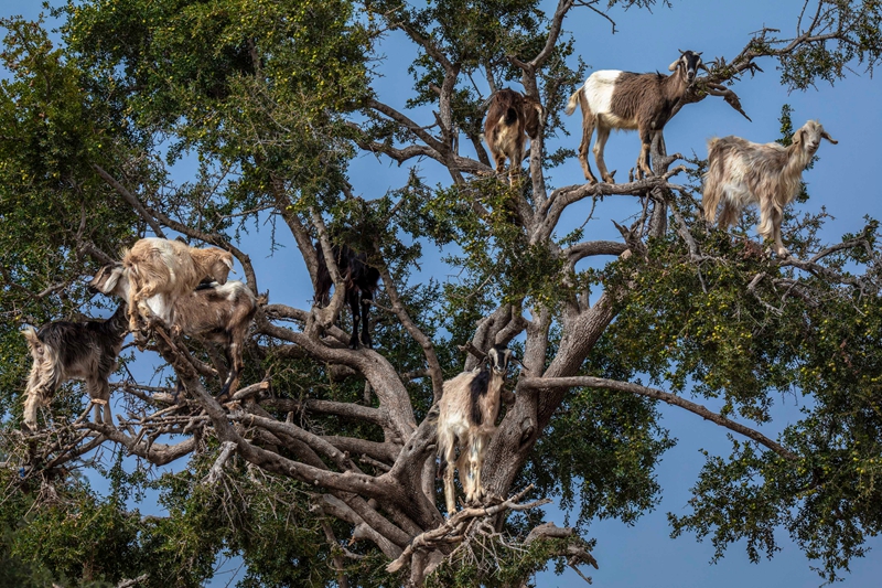 骗局摄影师揭摩洛哥羊上树自然奇观背后真相