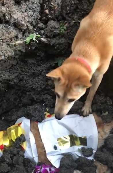 两岁的狗狗阿当在主人埋葬狗狗阿满时拼命地用爪子刨土