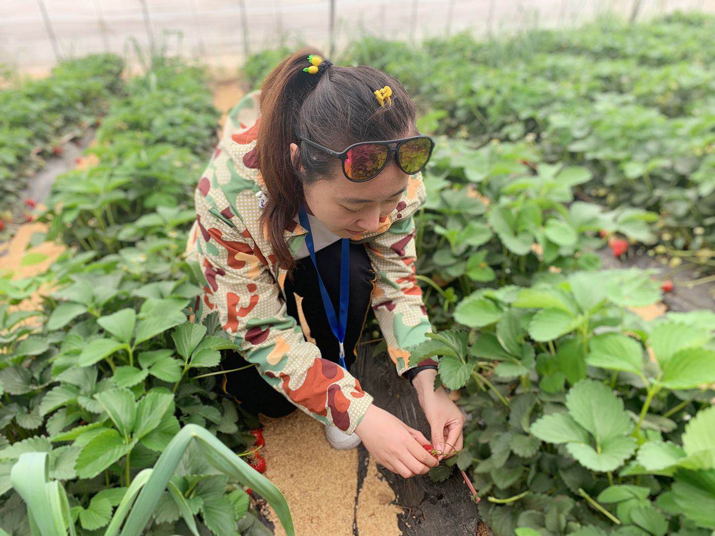 记者在上瓦泉村蔬果种植区体验采摘(拍摄：翟亚菲)