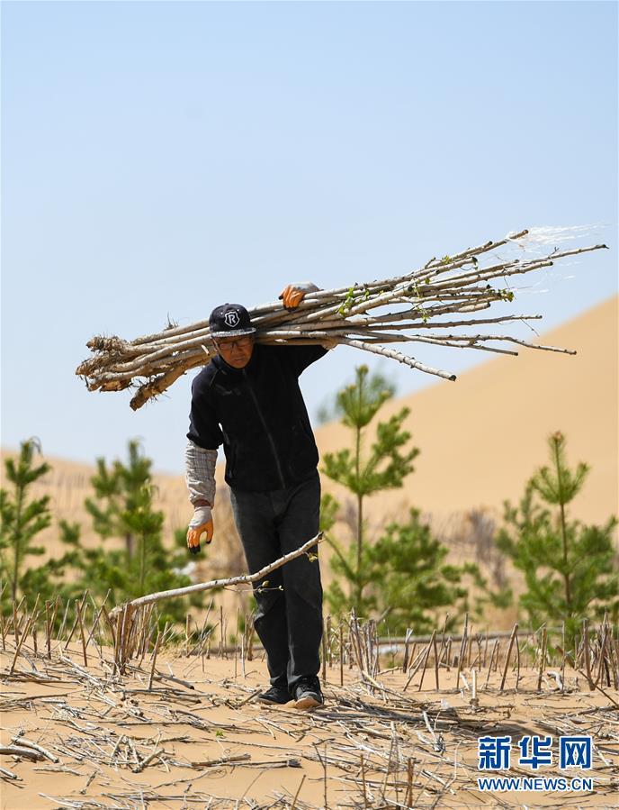 库布其沙漠植树忙