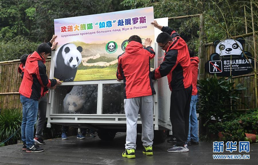 大熊猫如意丁丁启程前往俄罗斯