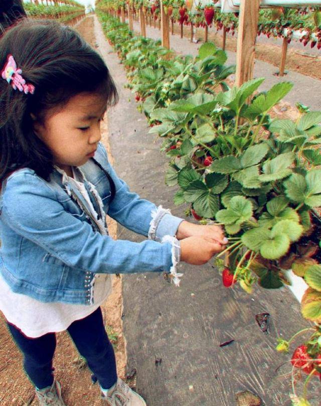 醒醒头戴着粉色小发卡，小脸婴儿肥肉肉的，正专心的摘着手里的小草莓。