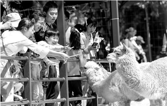 杭州野生动物世界游客量创新高，单日客流量接近5万人。杨晓轩 摄