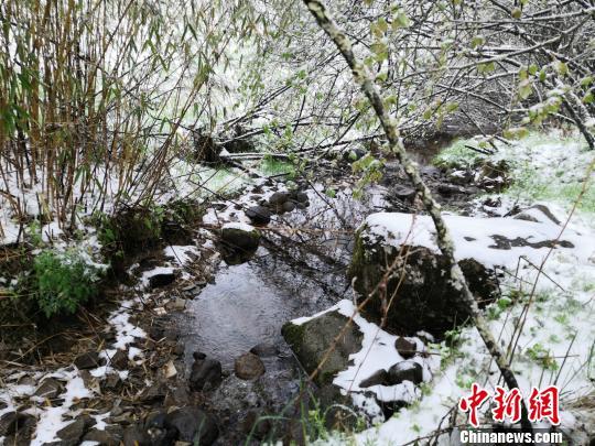 7日，重庆城口县高山地区迎来了一场降雪。图为城口县黄安坝景区。 城口县宣传部供图 摄