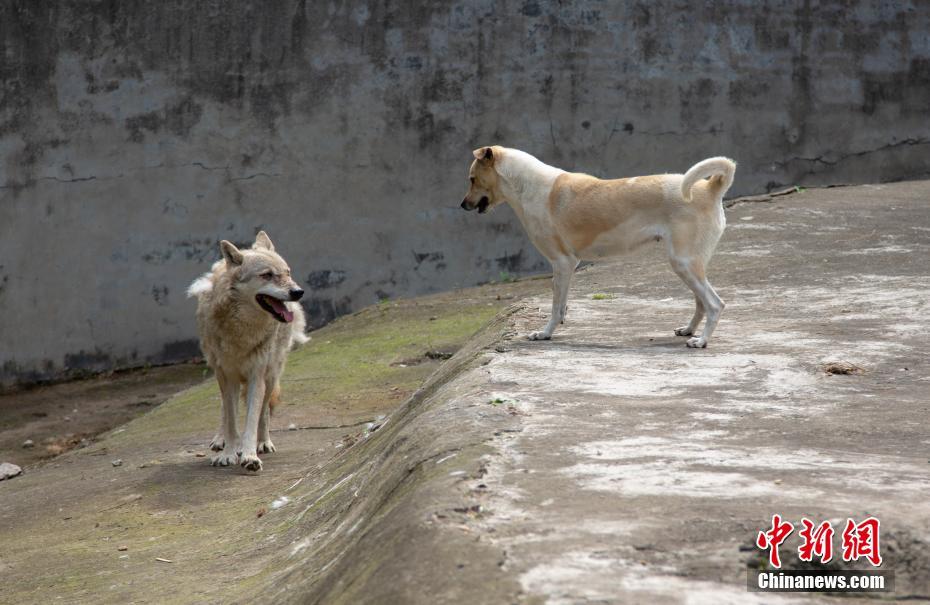 5月8日,在武漢九峰森林動物園裡,狼舍中的一匹狼和一隻狗時而追趕玩耍