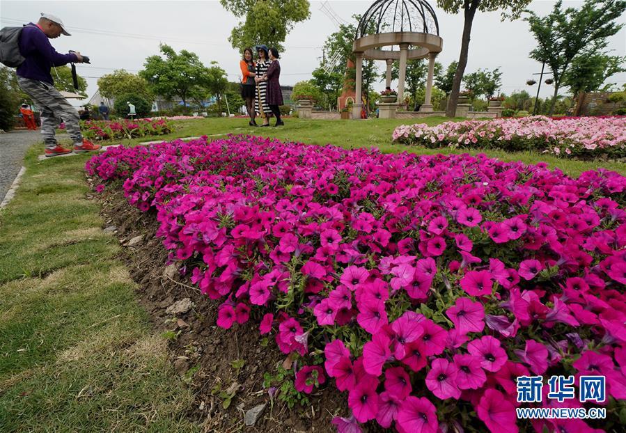 月浦花卉基地图片