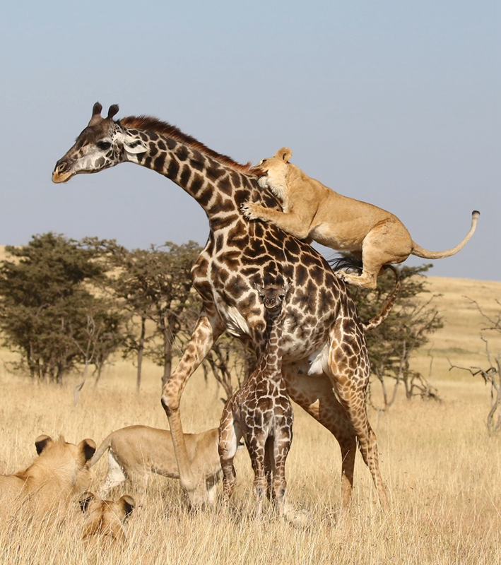 非洲群狮凶残围猎长颈鹿母子画面令人心碎