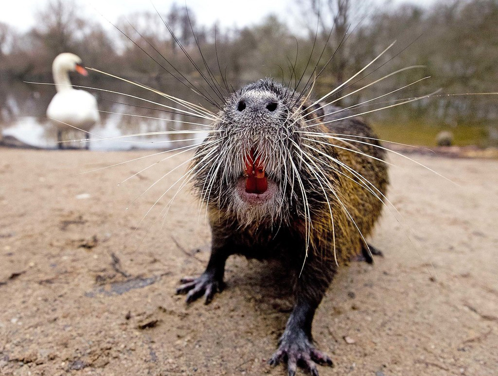 迷之可爱动物露鼻孔拍照承包一天笑点