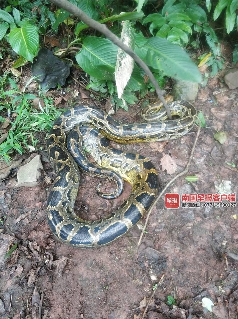 4米多长巨蟒盘踞防城港一村边 民警抓捕放生(图)