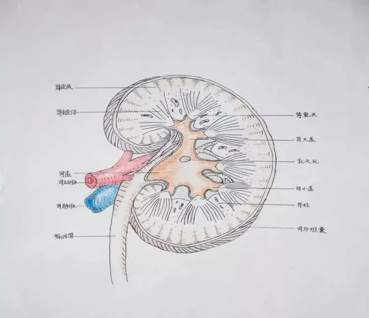 高校学生手绘解剖图走红,网友:被学医耽误的灵魂画手