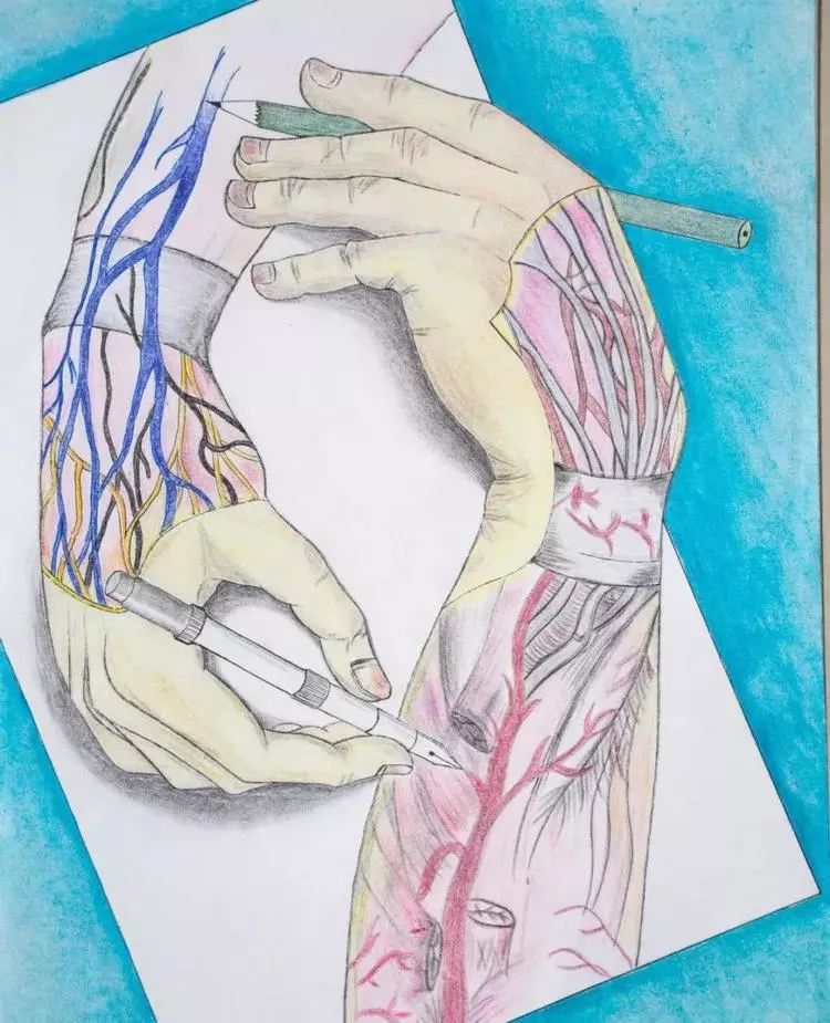 高校学生手绘解剖图走红网友被学医耽误的灵魂画手