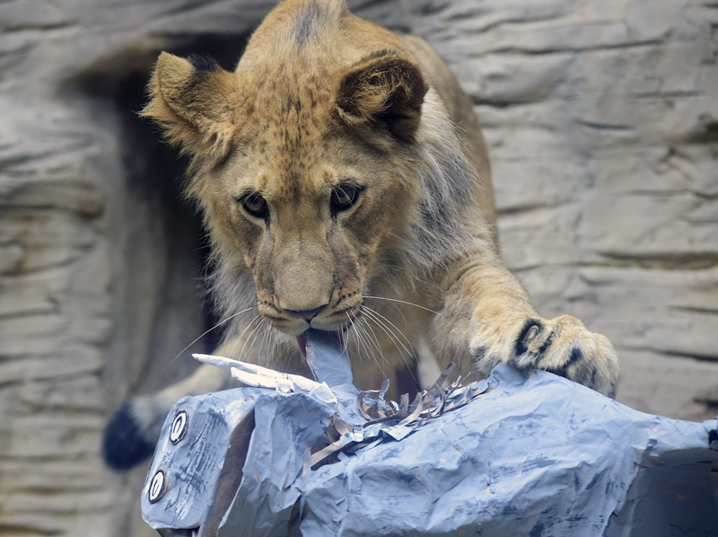 动物园给北非狮送纸糊疣猪练狩猎狮子你搞笑呢
