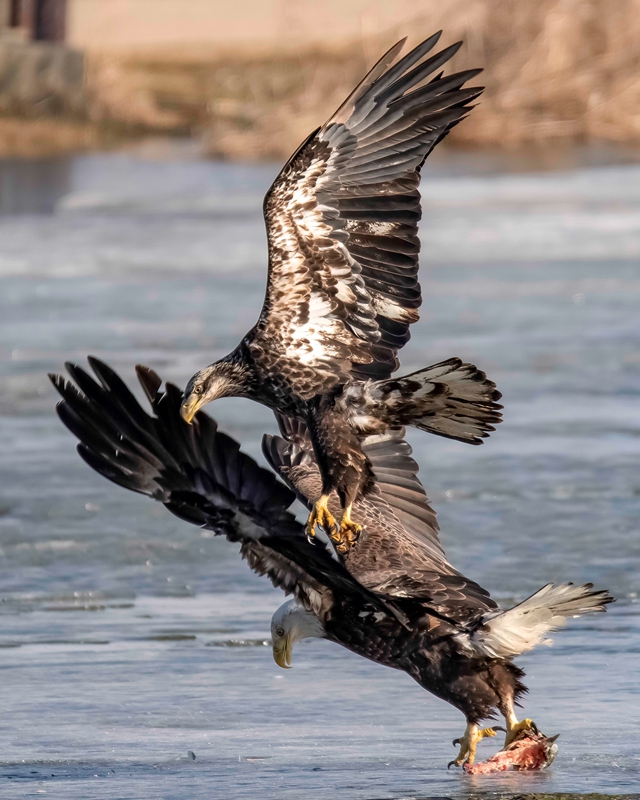 美国三只老鹰为抢鱼上演史诗般"开撕"大战