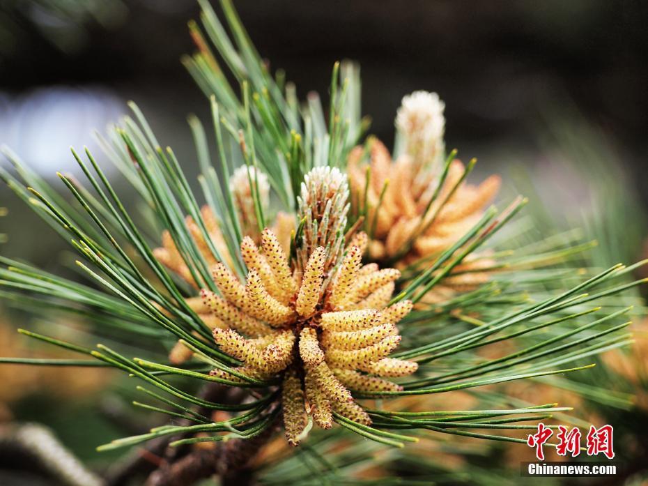 黄山松花开满枝如嵌金铃