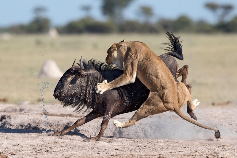 摄影师拍非洲母狮凶残猎食角马 上演左右夹击
