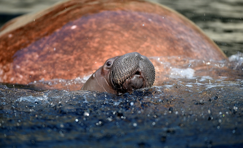 4 德海象寶寶亮相動物園 呆萌可愛令人忍俊不禁