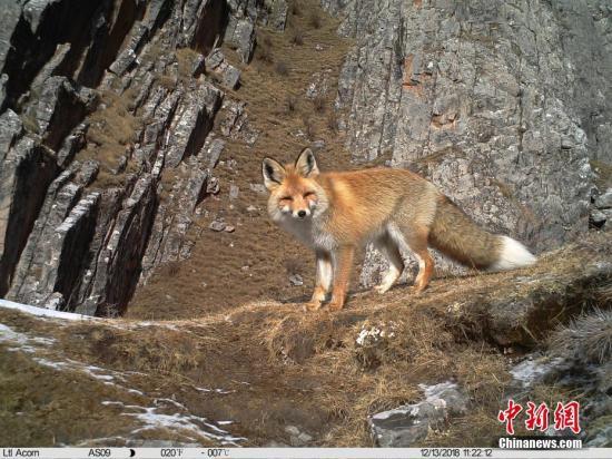 资料图：赤狐。山水自然保护中心 供图