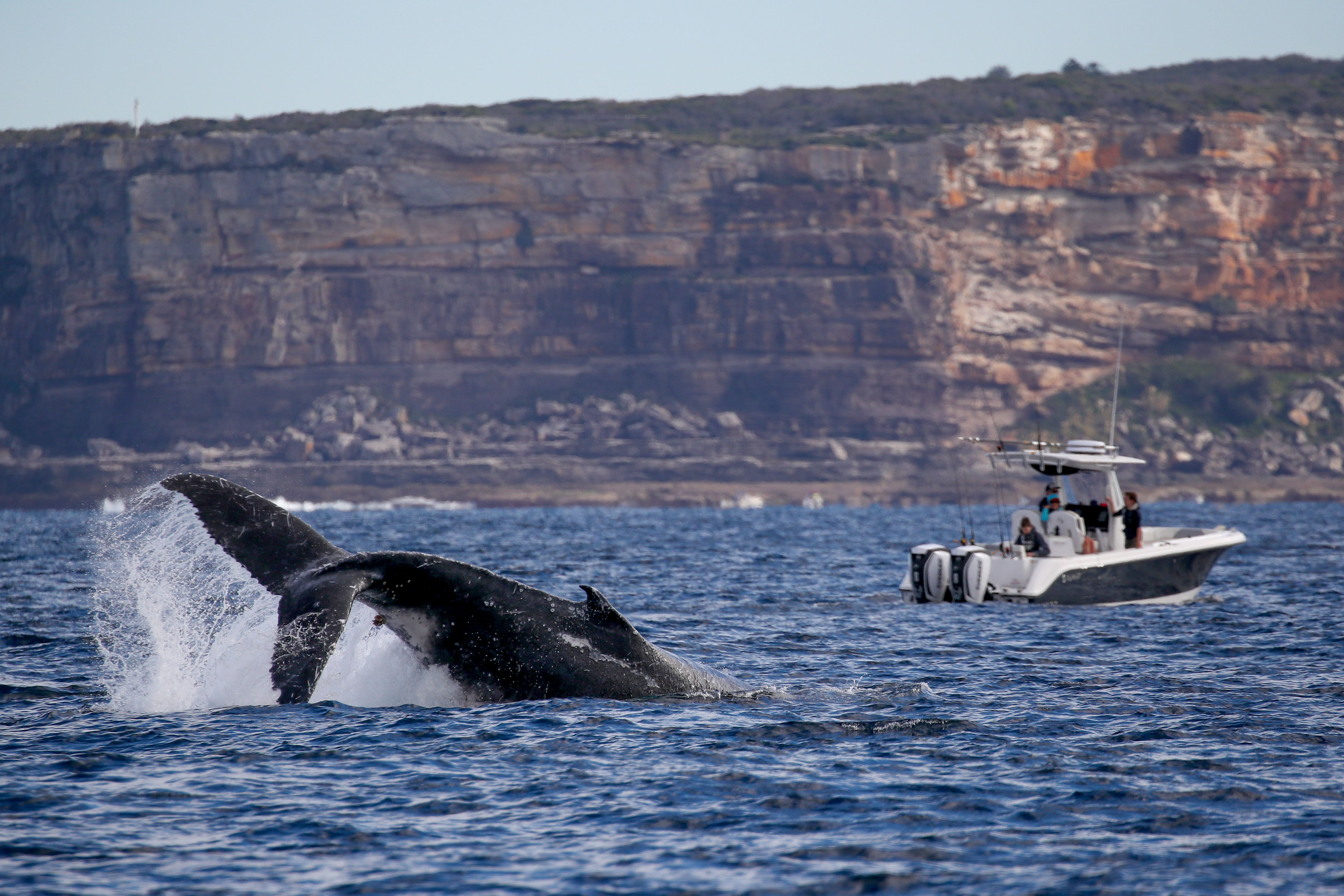 澳洲巨大座头鲸罕见跃出水面惊艳了一船游客