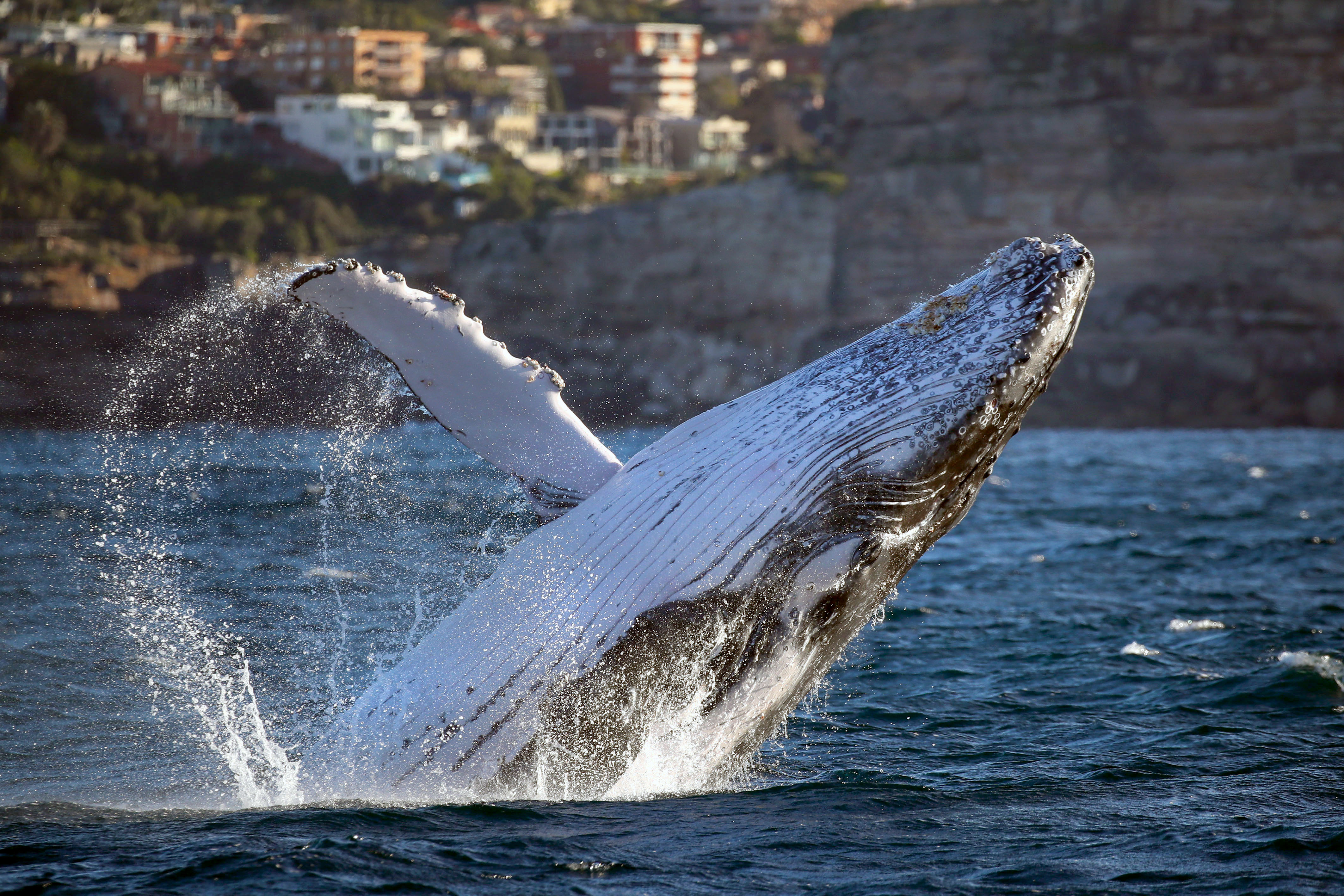 澳洲巨大座头鲸罕见跃出水面 惊艳了一船游客!