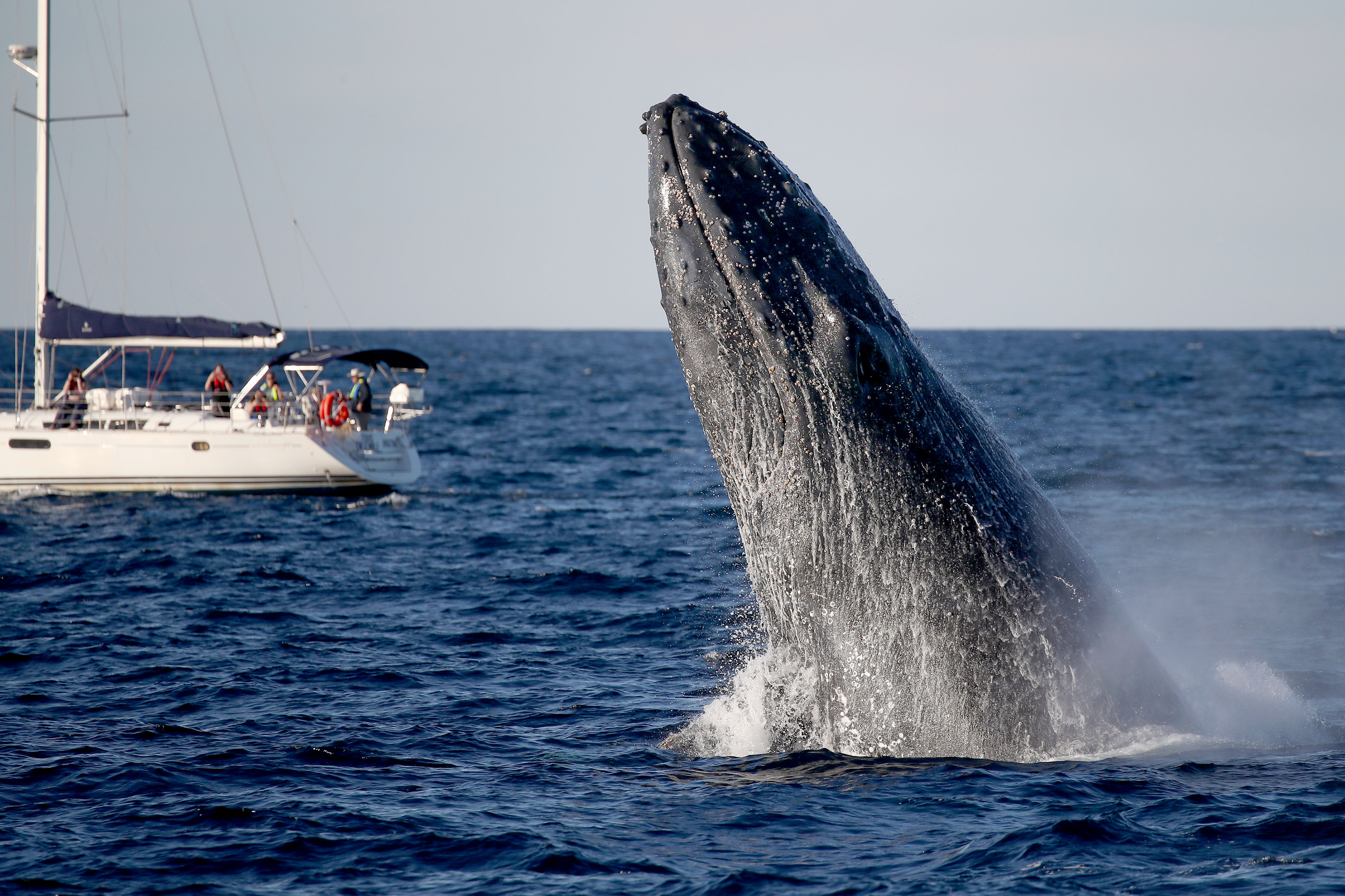 澳洲巨大座头鲸罕见跃出水面 惊艳了一船游客!
