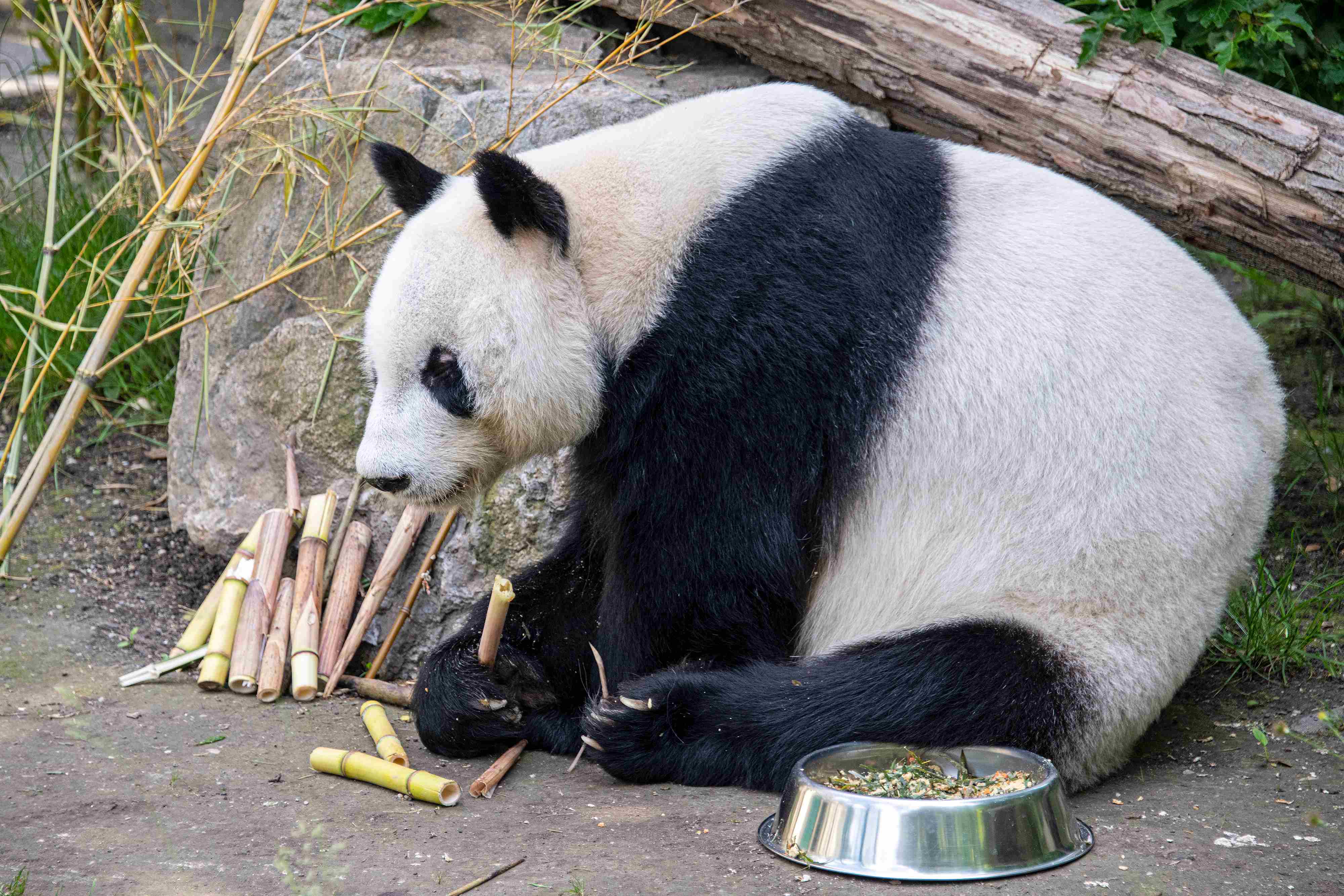 实拍旅奥大熊猫园园新生活在动物园内乖乖啃竹子