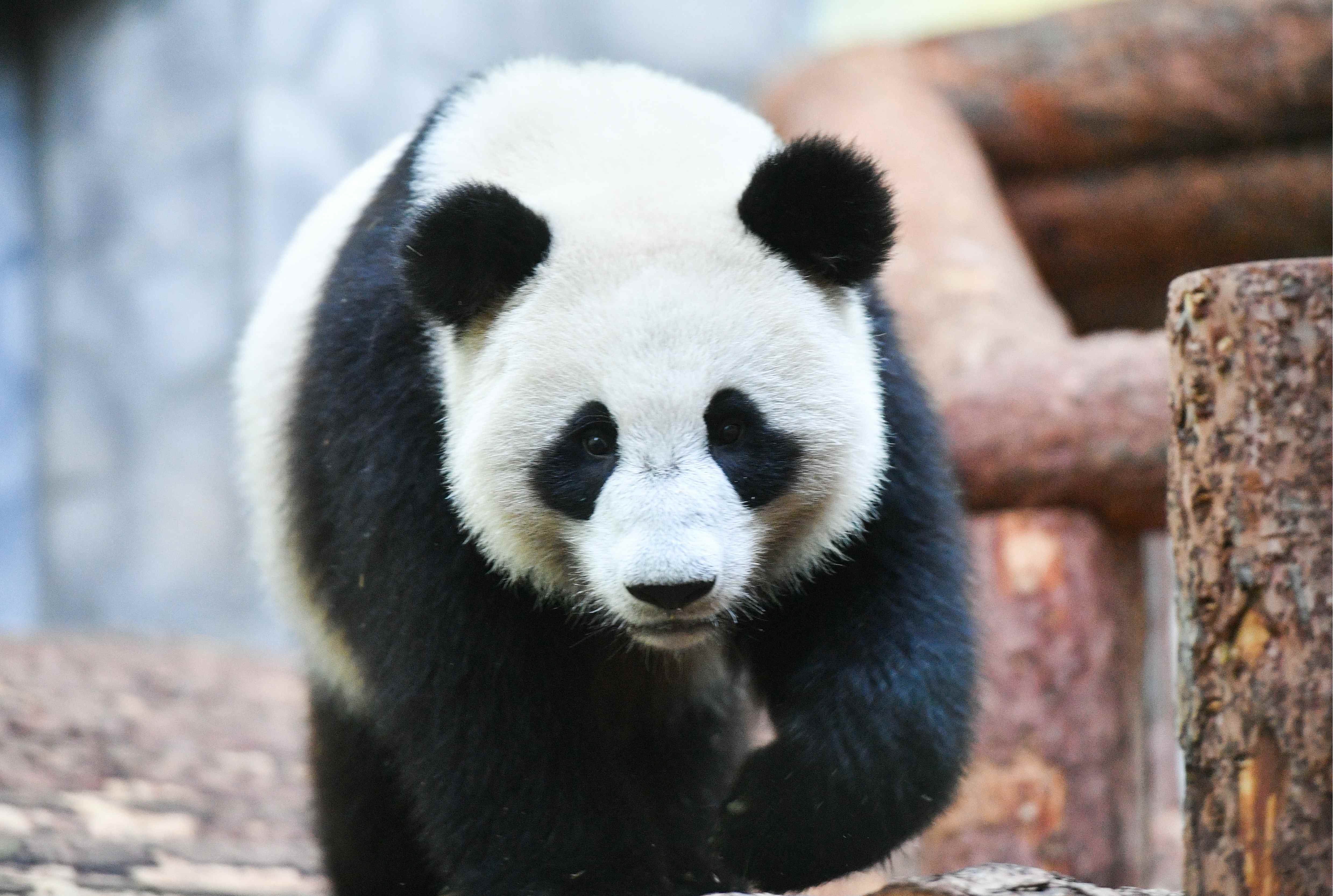 莫斯科动物园为大熊猫“如意”和“丁丁”庆祝生日