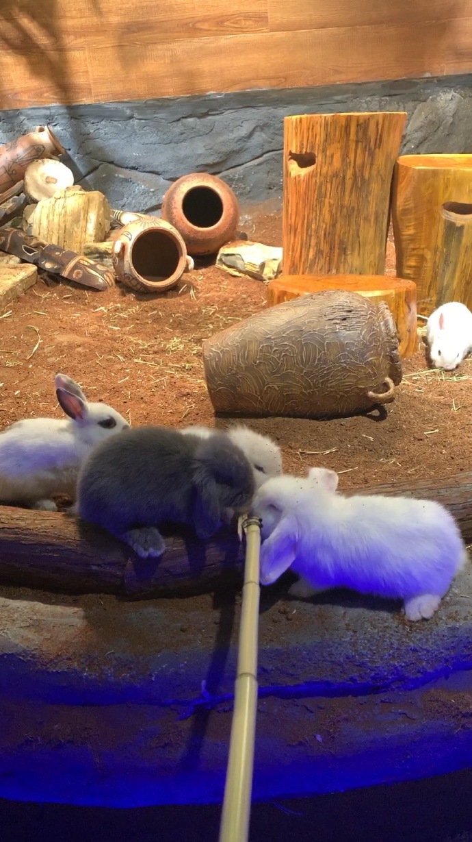 张子萱逛萌宠乐园手捧龙猫逗兔子活力满满似少女