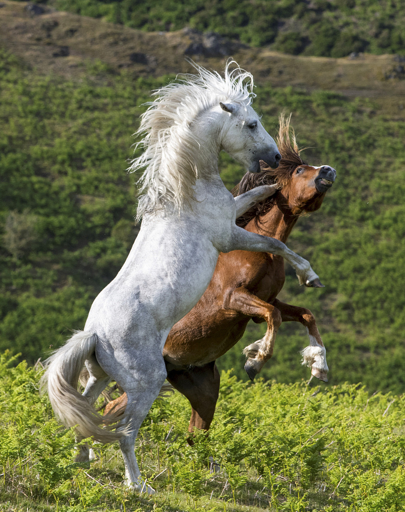 3 摄影师拍两野马打架 飞踢怒吼全上阵场面激烈
