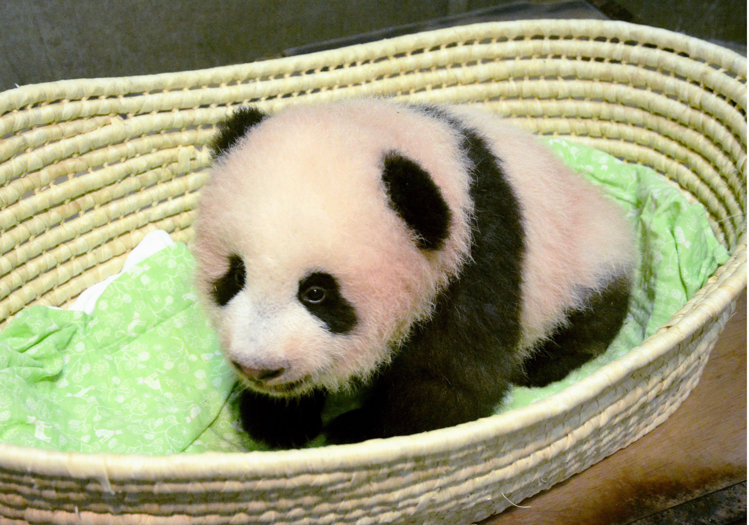 旅日大熊猫香香两岁啦 回顾小萌神的成长之路