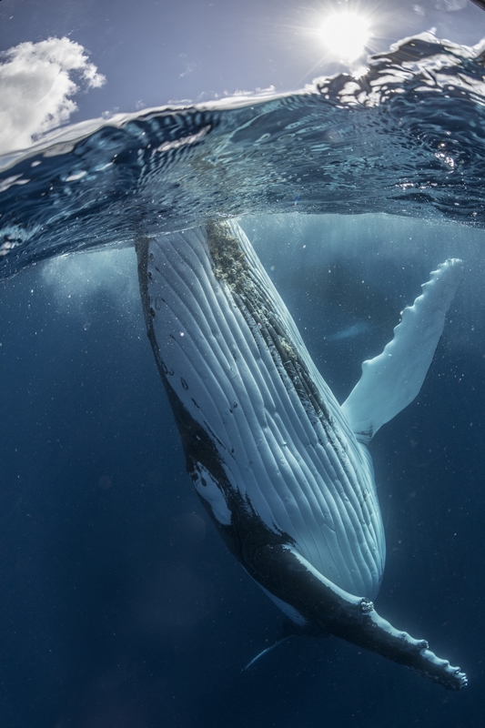 鲸鱼你好！摄影师意外邂逅鲸鱼水下拍摄海洋精灵
