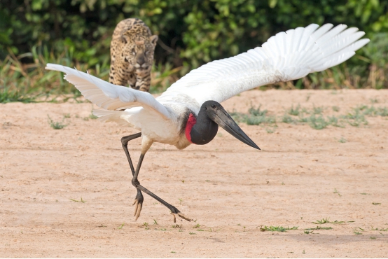 那就是长了翅膀也不见得跑得掉啊