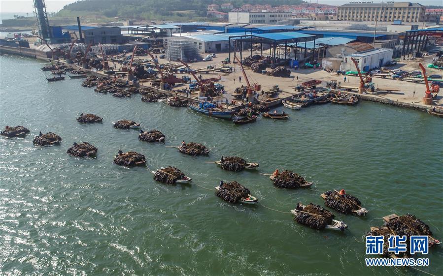 6月15日,拖船拖着满载海带的舢板驶向码头(无人机拍摄).