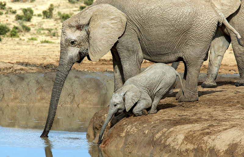 鼻到用时方恨短南非象宝宝喝水够不着急坏了