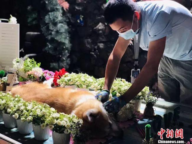 宠物火化上门服务