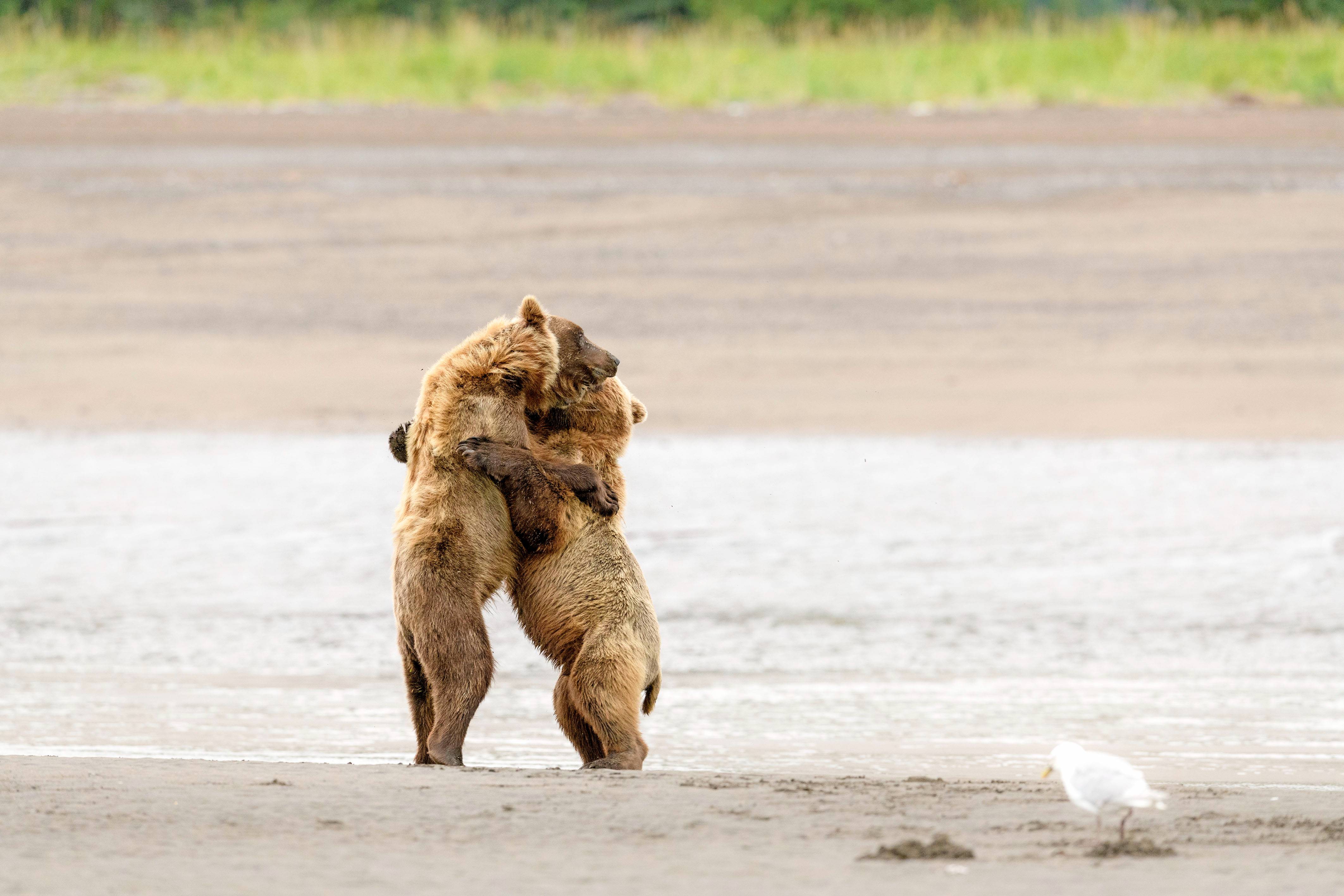 美女和大熊一起拍照第二波，这次有视频 - 知乎