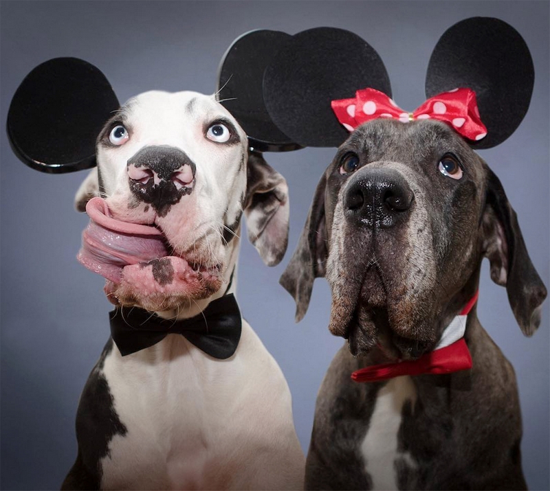 芬兰大丹犬姐妹花天生喜剧脸实力拼丑萌