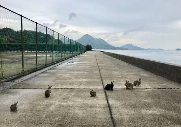 游客一上岛，一群兔子就奔了过来。澎湃见习记者 王昱 图