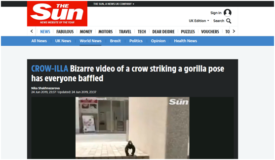 《太阳报》“一只乌鸦摆出大猩猩姿势的怪诞视频让所有人都困惑不解”报道截图