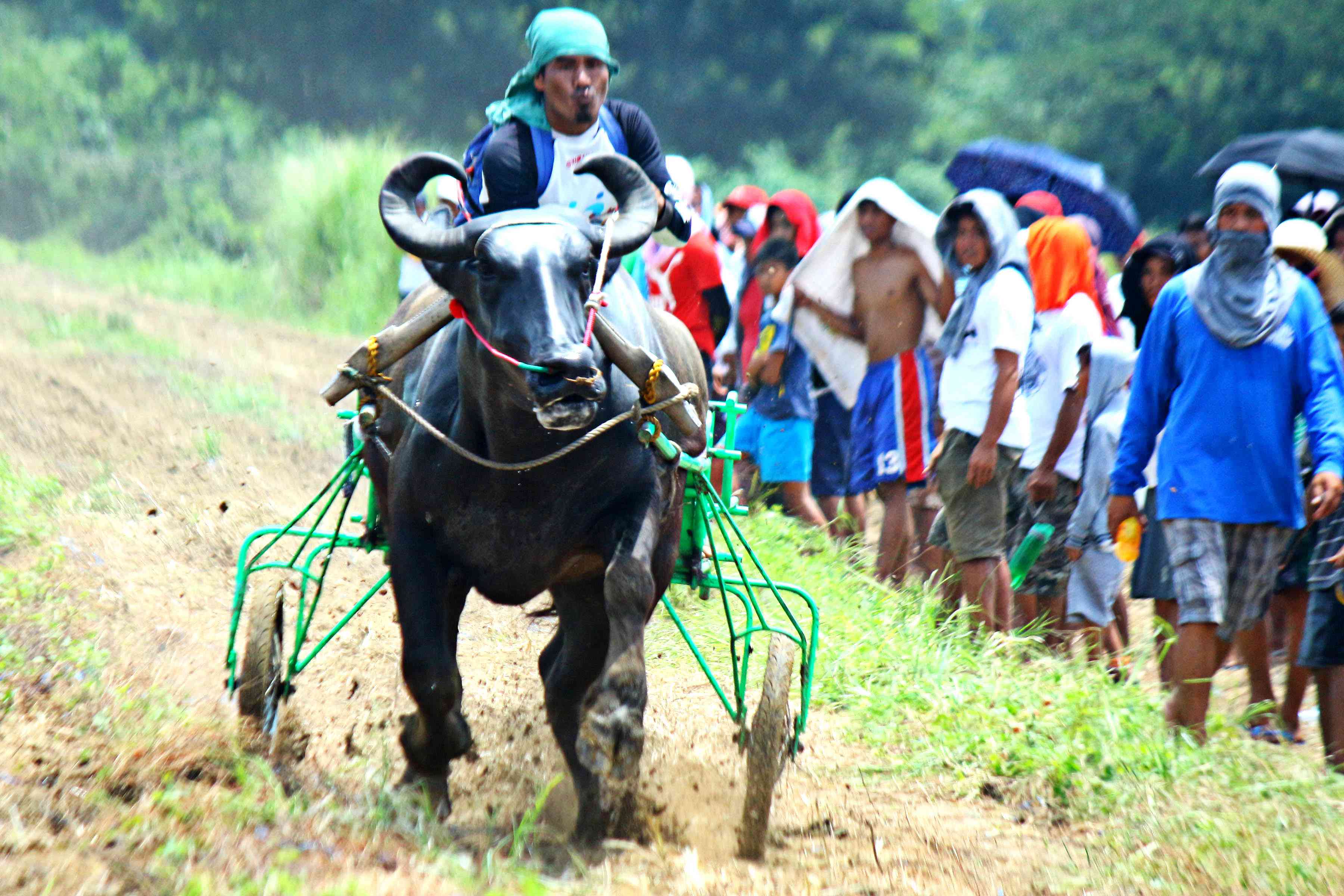 农民在乡间小路上骑水牛车高清摄影大图-千库网