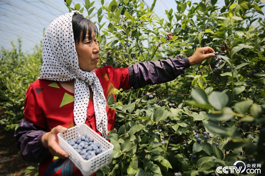 山东青岛蓝莓正丰收