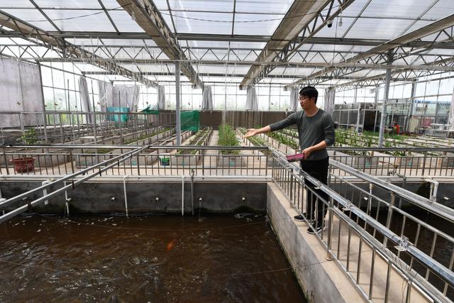 周磊在"鱼菜共生"基地喂鱼.新华社记者杨晨光摄